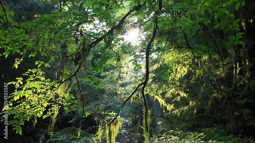 夏でも涼しい菊池渓谷