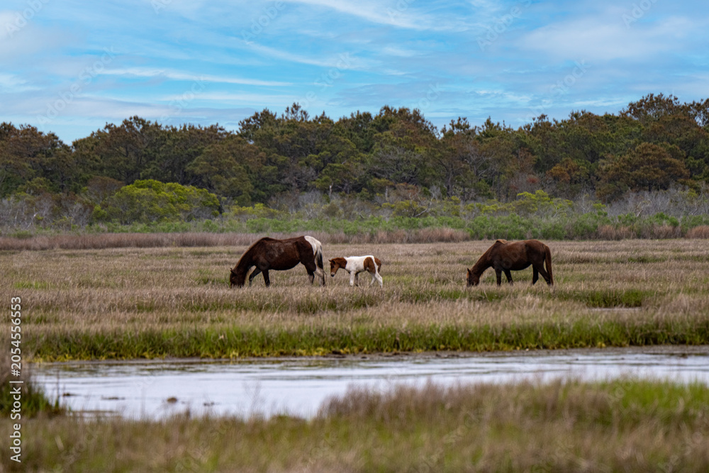 Obraz premium Wild Horses Grazing in Coastal Salt Marsh With Foal Near Tidal Creek Under Blue Sky