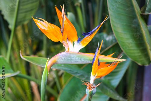 Canvas-taulu A shot capturing a striking Bird of Paradise (Strelitzia reginae) flower
