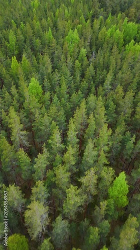 Epic top down aerial forward tracking flight of forest dirt road. 
Cinematic vertical panorama of winding path, green pine trees, 
dense taiga woodland texture and wilderness background.
