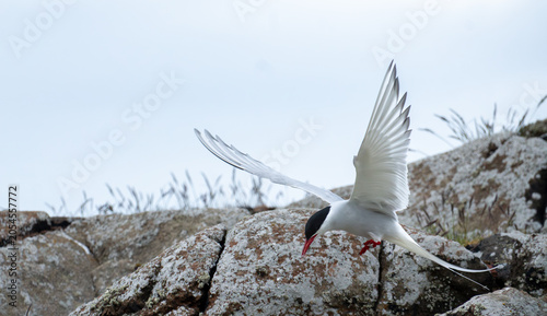 Bild auf Leinwand Arctic Tern Descending to Nest Site
