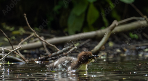 Bild auf Leinwand Goosander Chick Shaking Water from Feathers on Woodland River