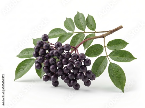 Fresh elderberry bunch with green leaves on a twig