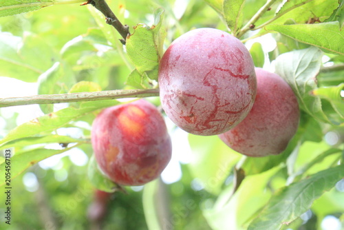 Apricot on tree in farm for harvest are cash crops