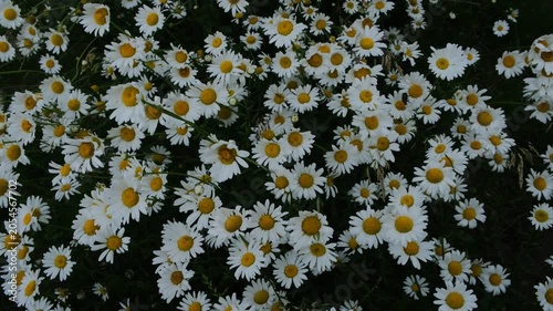 a blooming field of daisies