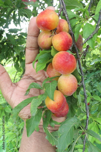 Apricot on tree in farm for harvest are cash crops