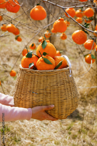Foto Fresh Oranges in Wicker Basket at Orchard Harvest