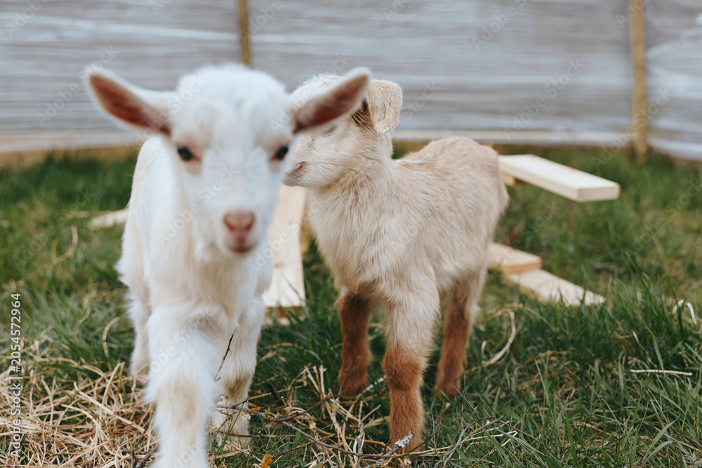 Fototapeta premium Two young goats explore a grassy outdoor area with wooden structures in a natural lifestyle setting during a calm day.