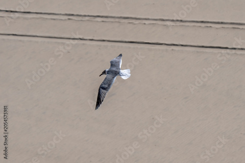 Foto A seagull is captured in mid-flight against the backdrop of a sandy beach
