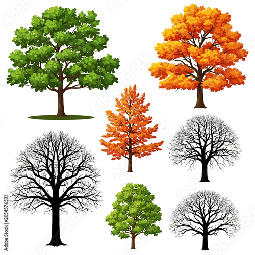 Deciduous tree collection featuring summer autumn and winter seasonal foliage