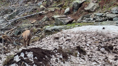 Alpine Ibex Walking Across Snowy Rocky Terrain in the French Alps