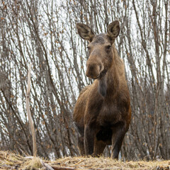 Moose Cow Standing Alert in the Willow Thickets Near Homer, Alaska