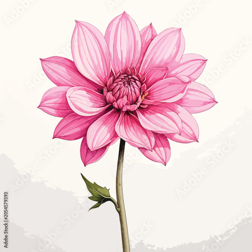 A Beautiful Pink Dahlia Flower Illustration.