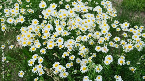 a blooming field of daisies