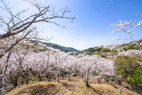 観音ヶ池の満開の桜