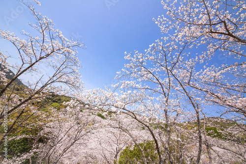 観音ヶ池の満開の桜