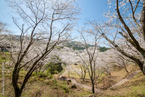 観音ヶ池の満開の桜