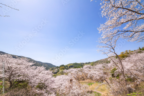 観音ヶ池の満開の桜