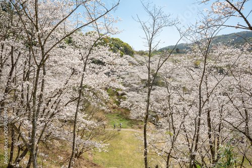 観音ヶ池の満開の桜