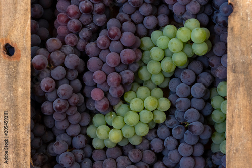 Crate of purple and green grapes