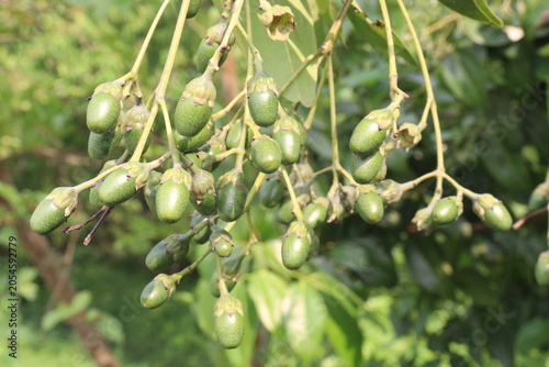 Cinnamomum tamala berries on tree in farm