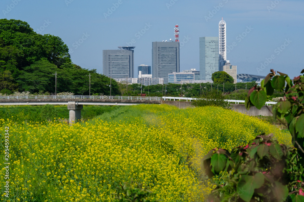 Obraz premium 新都心と菜の花畑