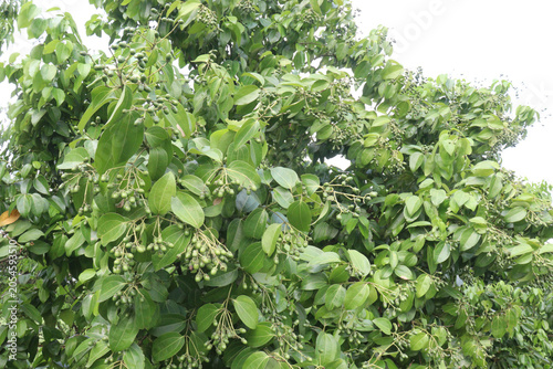 Cinnamomum tamala berries on tree in farm