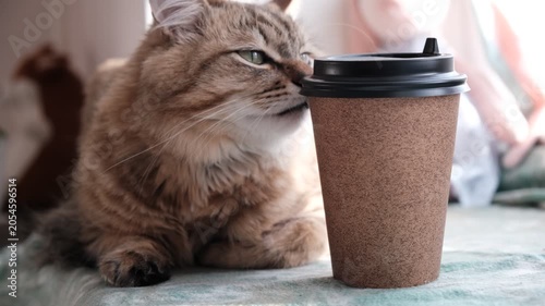 Cute fluffy cat with paper cup. A cup of coffee in the morning always fires up for the day. Aromatic coffee made morning feel cozy and inviting. Cup with place for text. Template, mockup