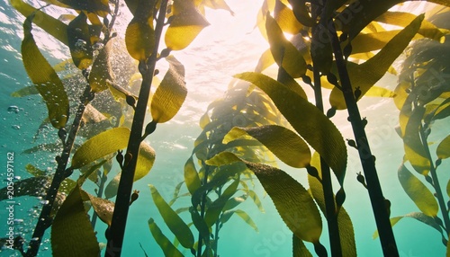 Underwater kelp forest with sunlight filtering through the clear blue ocean water creating a serene natural environment