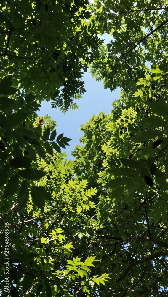 Fototapeta premium Sunlight filtering through dense green foliage in lush forest canopy overhead view