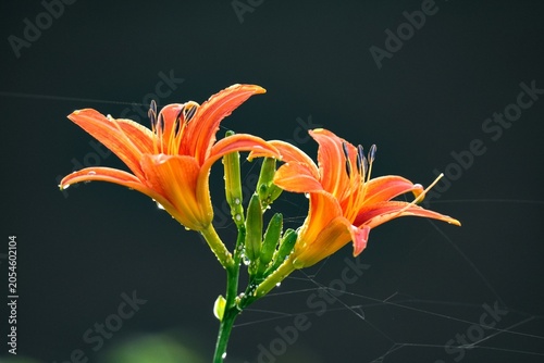 orange tiger lily flower