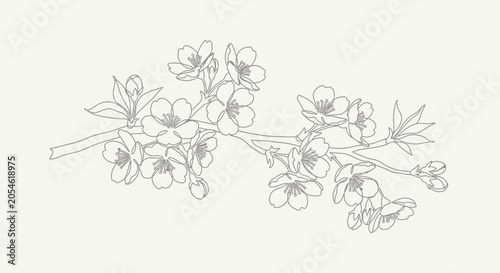 Vászonkép Cherry Blossom Branch Line Art Illustration