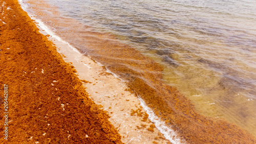 Tableau sur toile Aerial photo sargassum on Fort Lauderdale Beach Florida