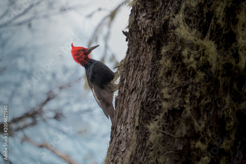 Tableau sur toile Un pájaro carpintero chileno macho posado sobre un árbol de coihue chileno, mostrando su característica cabeza roja