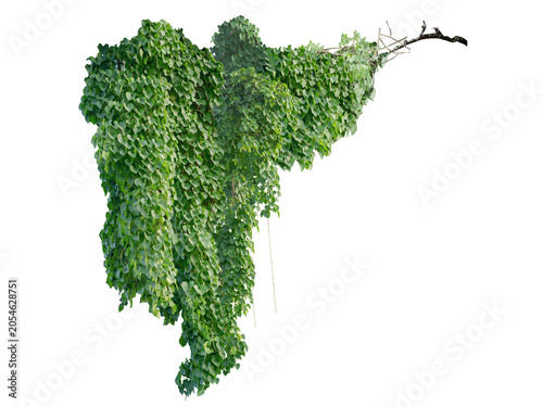 Heart-shaped leaves, climbing plant, heart-shaped leaves. Vines on a white background. Clipping path included.
