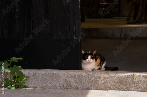Tableau sur toile Stray tricolor cat relaxing in a shady doorway on Brac island