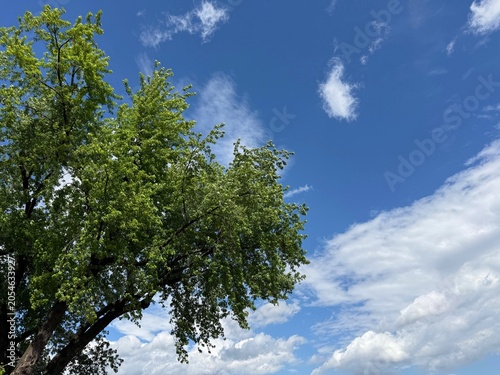 Foto A sprawling green tree under a stunning sky filled with fluffy clouds