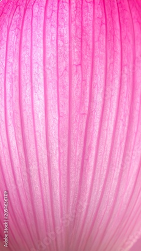 Detailed macro photograph of a single sacred lotus petal with elegant vertical lines