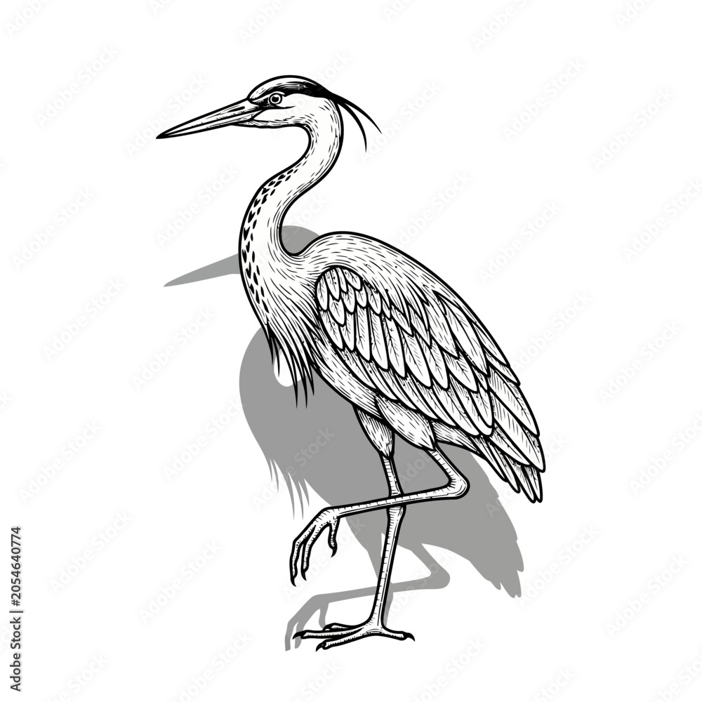 Fototapeta premium Detailed Ink Drawing of a Great Blue Heron Standing Gracefully.