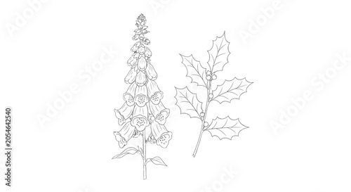 Foto Detailed Line Drawing of Foxglove Plant.