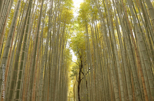 Bamboo Forest, Kyoto - Japan