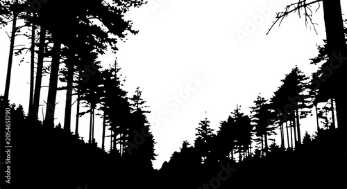 Silhouette trees, forest landscape, black pine trees, white background, vector illustration