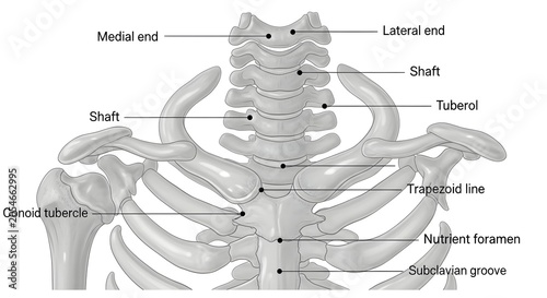 Anterior skeletal illustration of clavicles and upper ribs showing labeled clavicular landmarks including shaft, medial and lateral ends, conoid tubercle, trapezoid line, nutrient foramen and subclavi