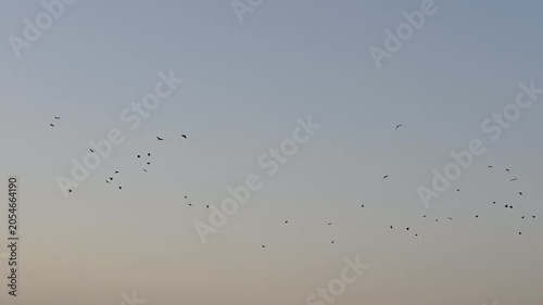 A peaceful scene featuring a flock of birds soaring across a clear evening sky.
