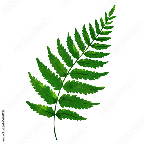 fern leaf isolated element illustration 