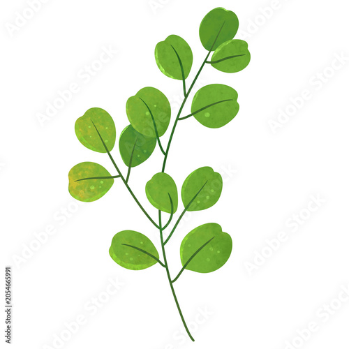 Leaf Watercolor Element Art illustration 