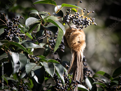 Quadro su tela Speckled mousebird hangs below the ripe berries in a tree its feeding from
