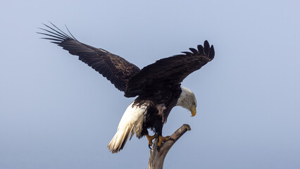 Mature Bald Eagle Stretching Wings and Talons to Land on Driftwood Branch, Homer Spit, Alaska