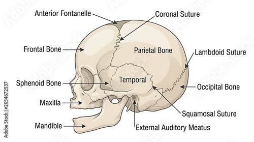 Lateral view of infant skull anatomy with labeled bone structures