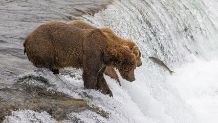 Kodiak brown bear [ursus arctos] fishing on top of Brooks Falls in Katmai National Park Alaska United States
